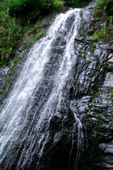 high waterfall in dark forest dark green plants around, logs below of waterfall