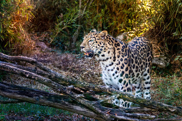 Amur Panther (Leopard) - critically endangered