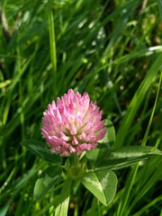 clover