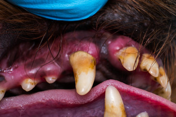 close-up photo of dog teeth with bacterial plaque or tartar