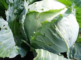  cabbage
