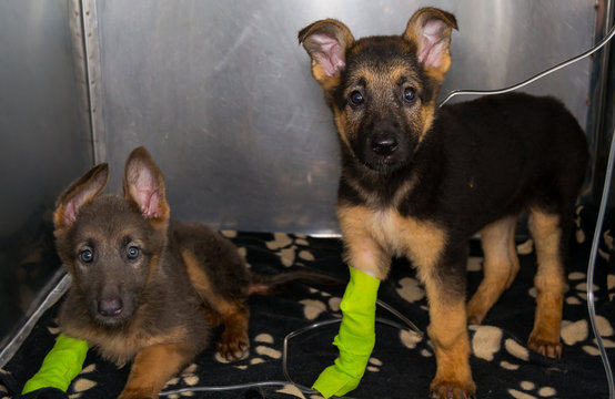 german sheperd puppies with parvovirosis  in the cage at the veterinary clinic