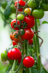 ripe tomatoes growing in green house