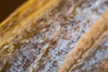 macro photo of a butterfly wing texture