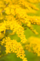 Wildflowers and herbs, floral background