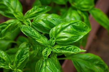 beautiful shiny basil growing