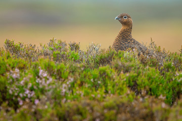 Red Grouse male in natural moorland habitat facing left, space for copy.