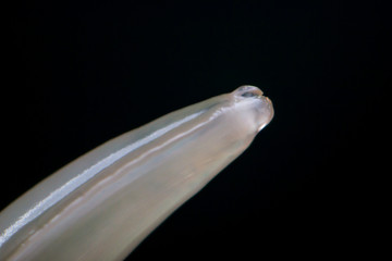Macro photo of Toxocara canis, dog roundworm