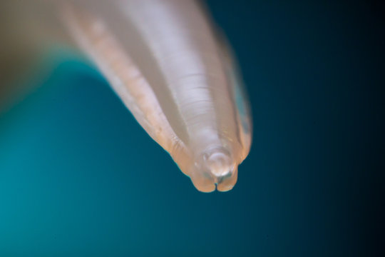 Macro photo of Toxocara canis, dog roundworm