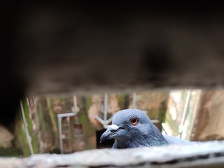 pigeon on the wall