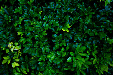 Fototapeta na wymiar Dew and Green leaves background. Green leaves color dark tone after raining in the morning. Tropical Plant , environment,fresh,photo concept nature and plant.