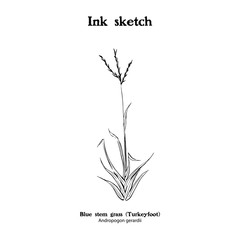 Line drawing of Andropogon gerardii, Bluestem grass.