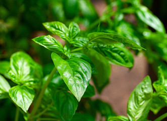 beautiful shiny basil growing