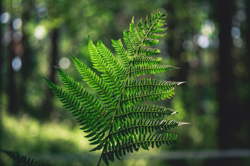 fern leaf close-up on a forest background © Андрей К