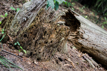 bark beetle