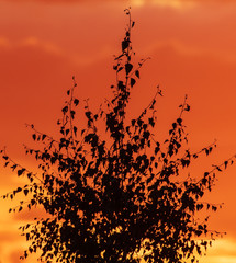 Tree branches silhouette on sunset background
