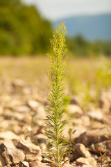 Single grass Growing Amongst stones After Rain, Concept of Growth, Loneliness.