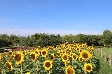 馬見丘陵公園のひまわり