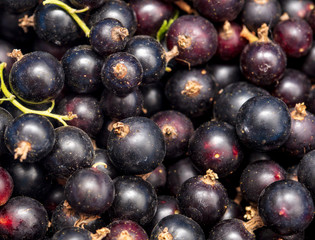 Ripe blackcurrant berries as a background