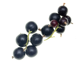 Ripe blackcurrant berries on a white background
