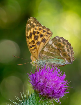 Kaisermantel Schmetterling Close up Portrait mit gr&uuml;nem Bokeh Hintergrund