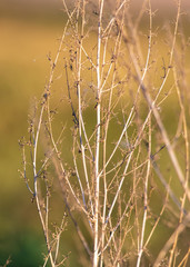 Fototapeta premium Prickly plant in nature at sunset