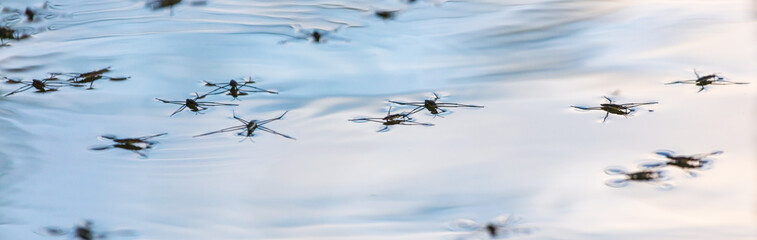 Spiders on the surface of water in nature