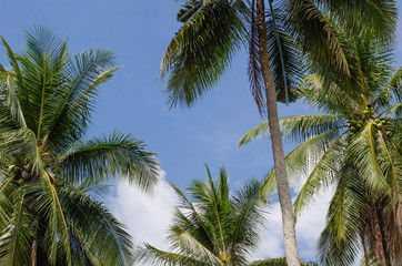 Fototapeta na wymiar Coconut Tree and Blue Sky.