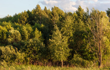 Landscape with trees in the summer park