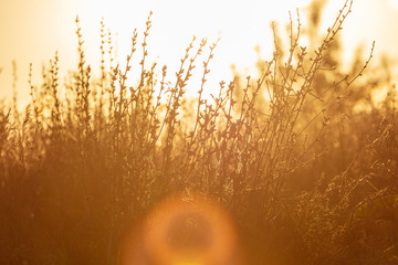 Obraz premium Plants in the field at sunset