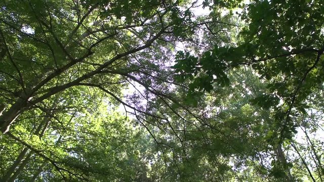 beautiful panoramique tree view slow motion