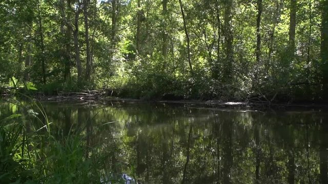 beautiful panoramique tree on lake view slow motion