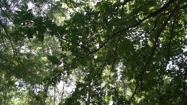 beautiful panoramique tree view slow motion