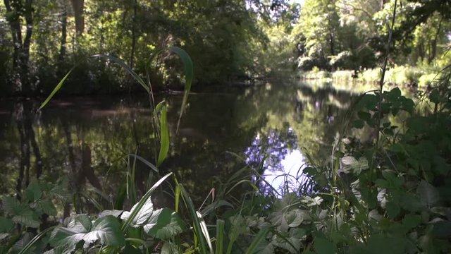 beautiful panoramique tree view on lake view slow motion