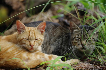 寄り添う猫