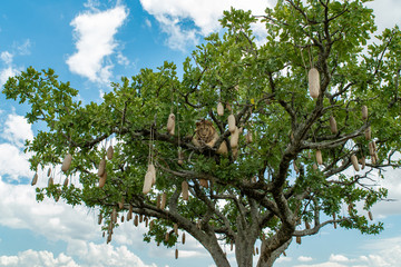 Lion on the tree