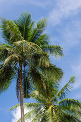 Coconut Tree and Blue Sky.
