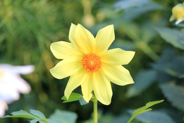 Obraz premium riot of flowers in the summer park