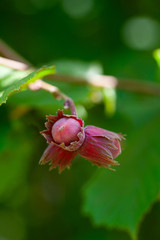 red hazelnuts