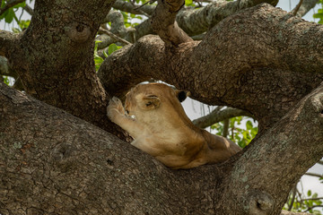 Lion on the tree