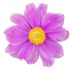 Beautiful Anemone (Daisy) isolated on white background, including clipping path.