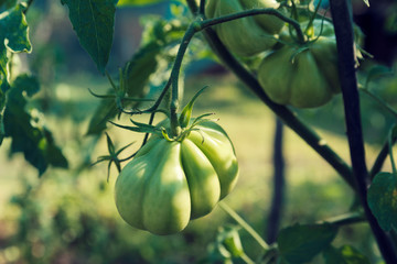 Three green unripe tomatoes on a stem Landscape image Selective focus