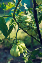 Three green unripe tomatoes on a stem Vertical image Selective focus