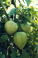 Four green unripe tomatoes on a stem Selective focus