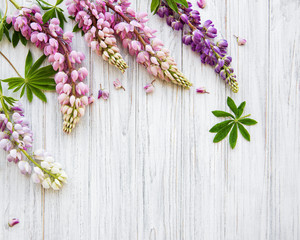 Pink  lupine flowers