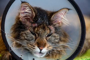 Eine Katze mit Schutzkragen als Leckschutz