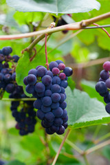 growing grapes on the Vine