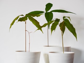 ライチの鉢植え、3鉢