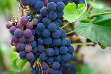 growing grapes on the Vine