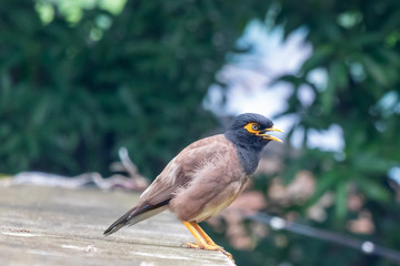 Common Myna or Indian Myna also know as Mynah or Acridotheres tristis.